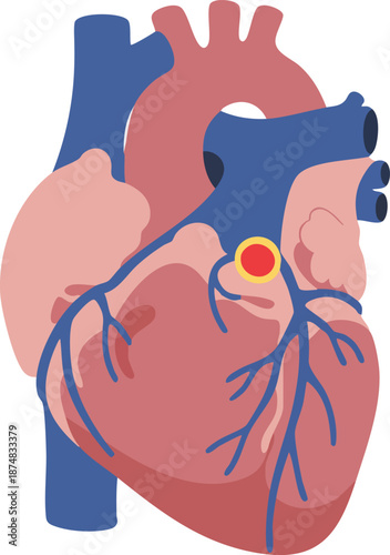 Illustration of a human heart