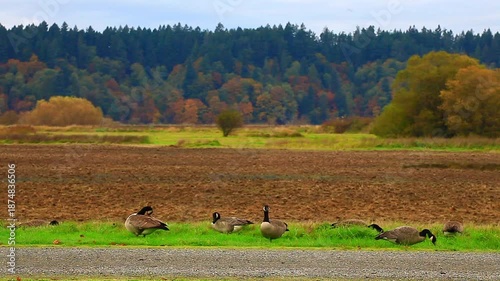  a video of Canadian geese at Nisqually Natural Wildlife Preserve Washington State