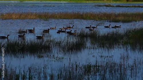  a video of Canadian geese at Nisqually Natural Wildlife Preserve Washington State