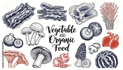 Vintage hand-drawn chili pepper and bell pepper plant illustrations with leaves, flowers, and sliced pepper cross-sections.