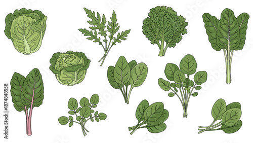 Set of various leafy green vegetables like spinach, kale, lettuce, and chard illustrated as fresh organic produce for cooking.