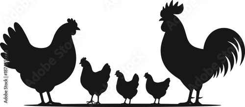 Chicken family silhouette with rooster hen chicks, farm poultry animals set, black vector illustration isolated on white background design