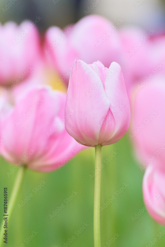 Naklejka premium 春の花壇に咲くピンク色のチューリップの花マンゴーチャーム