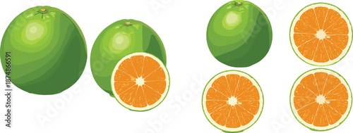 Green orange fruit whole and sliced vector illustration set isolated on white background for food design