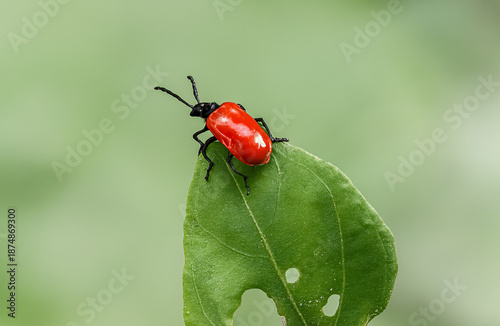 A fiery red lily beetle clings to a green leaf with striking contrast.