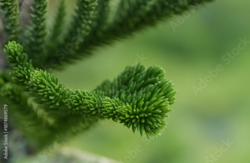 Spiraling green leaves of a Monkey Puzzle tree form a striking geometric pattern against a blurred background.
