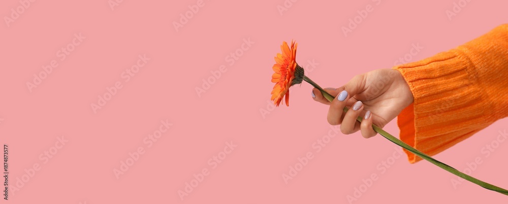 Fototapeta premium Female hand with stylish manicure holding gerbera flower on pink background with space for text