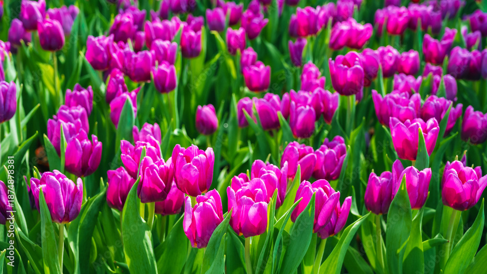 Fototapeta premium Pink tulip flowers blooming on the field in spring. Beautiful natural floral background