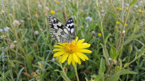 Butterfly Resting on Bright Yellow Flower in a Lush Green Wildflower Field