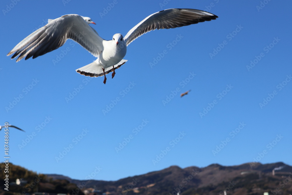 Naklejka premium Seagulls flying in a blue sky
