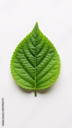 Close up of a vibrant green leaf against a clean white background
