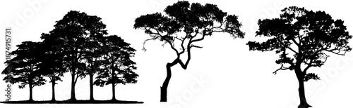 "Collection of three realistic tree silhouettes with detailed leaves and branches. High quality black vector trees isolated on white background. Perfect for architectural rendering, landscape design, 