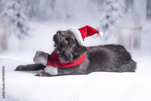 Bild auf Leinwand maine coon gigante Navidad