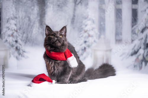 Foto maine coon gigante Navidad