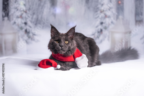 Foto maine coon gigante Navidad