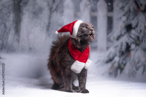 Bild auf Leinwand maine coon gigante Navidad