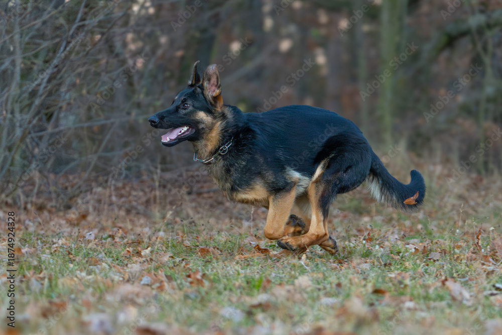 custom made wallpaper toronto digitalThe picture shows a German Shepherd Dog (GSD).