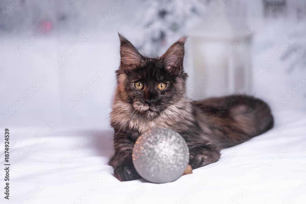 Fototapeta premium Maine Coon Navidad