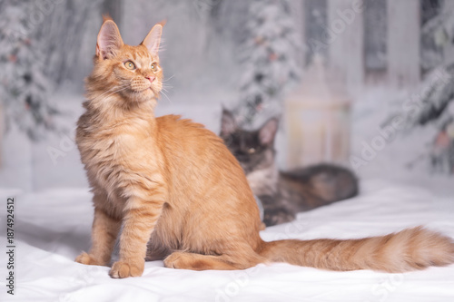 Maine Coon Navidad