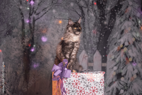 Maine Coon Navidad