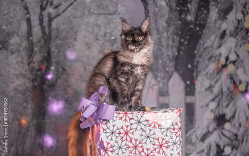 Maine Coon Navidad