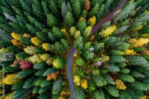 Aerial view of autumn trees, a winding road bisects the vibrant green and yellow foliage