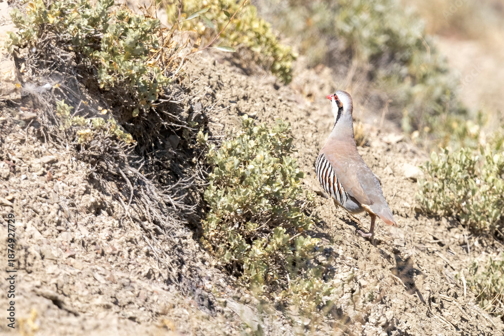 Obraz premium A wild chukar grazing in a wilderness area in Colorado.