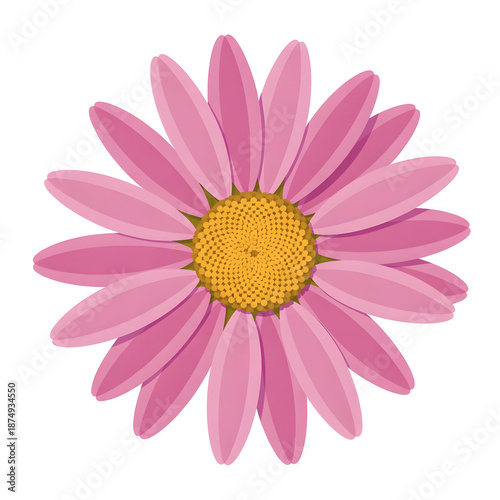 Vibrant pink daisy flower illustration from a top-down view, professional cut-out for floral design projects.
