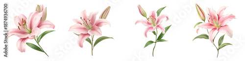 Pink Lilies: Floral Watercolor Set on White Background