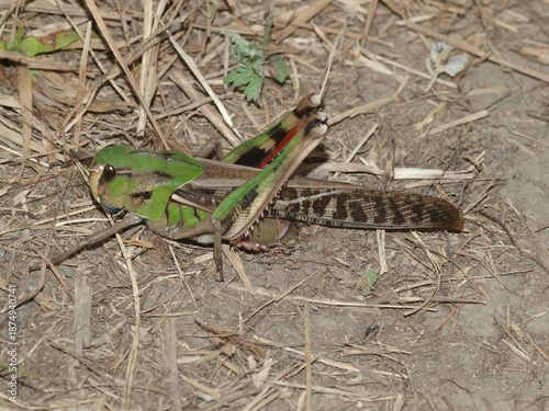 Obraz na plátně Migratory locust Locusta migratoria of Acrididae is seen laying eggs into the ground using its abdomen
