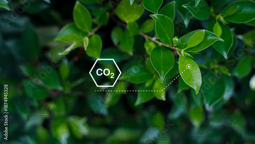 Carbon dioxide emissions, carbon concept, Reduce CO2 emission concept. Renewable energy-based green businesses can limit climate change and global warming. world earth day.