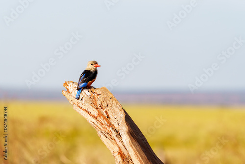 Tableau sur toile Beautiful grey-headed kingfisher (Halcyon leucocephala) resting on stump