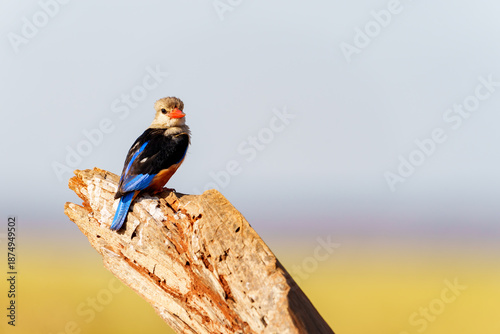 Photos Beautiful grey-headed kingfisher (Halcyon leucocephala) resting on stump