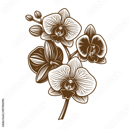 Drawing Vintage Brown orchid flowers with stems and leaves on white background  elegant and simple floral illustration