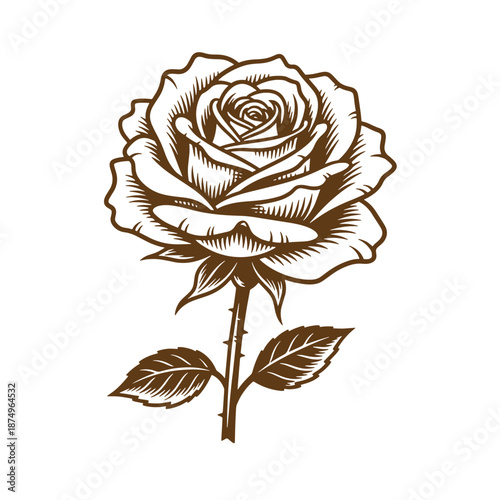 Drawing Vintage Brown rose illustration with leaves on stem  a single flower with detailed petals and thorns