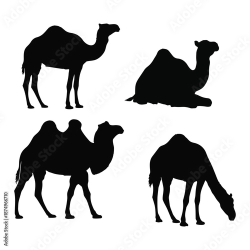 black camel silhouettes in various poses isolated on white background