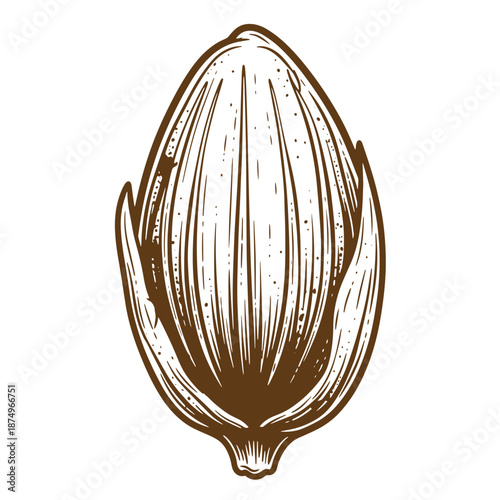 Drawing Vintage Brown sketch of an onion bulb with detailed lines and shading on white background