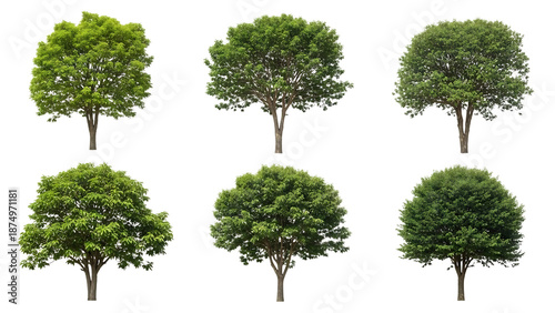 Collection of diverse trees isolated on transparent background