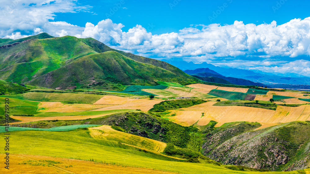 Obraz premium Beautiful agricultural landscape of colorful wheat field and rolling green hill under blue sky with white clouds in Xinjiang, China.