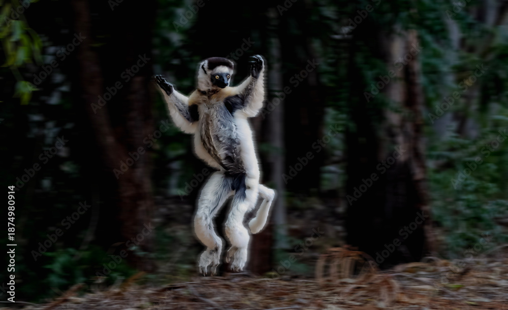 Naklejka premium Verreaux's sifaka