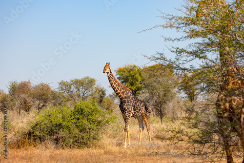 Photography A giraffe eats leaves from a tall tree - Kruger National PArk, South Africa