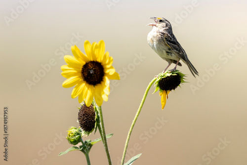 A wild grasshopper sparrow in a park in Colorado