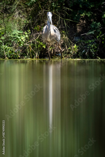 A wild great blue heron in a park in Colorado.