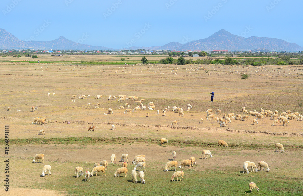 Fototapeta premium Sheep and cattle roam in the fields