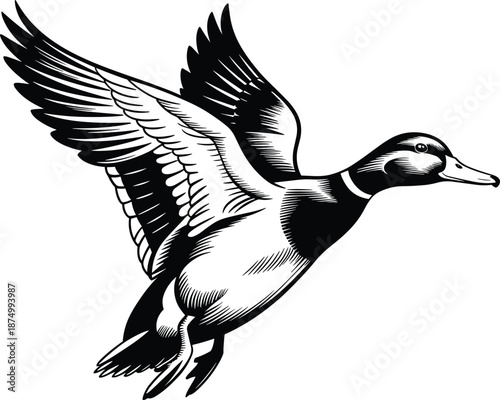 Vintage hand drawn mallard duck flying with spread wings, classic woodcut style waterfowl bird sketch vector illustration isolated on white background.