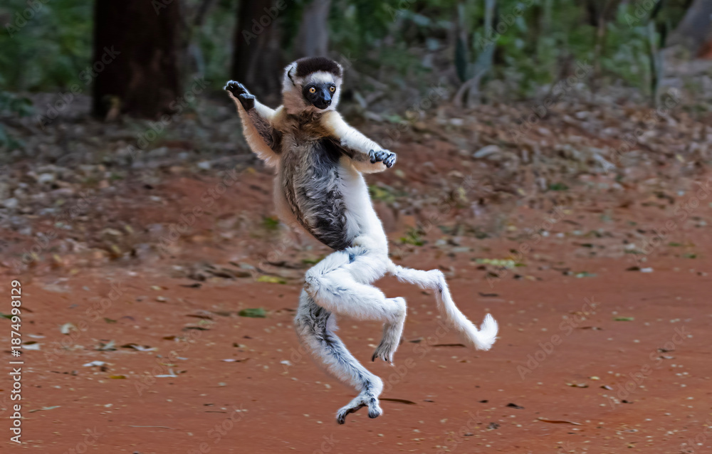 Obraz premium Verreaux's sifaka