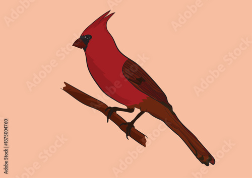 Northern Cardinal  Vector Image  
