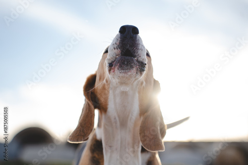 Beagle dog howling outdoors