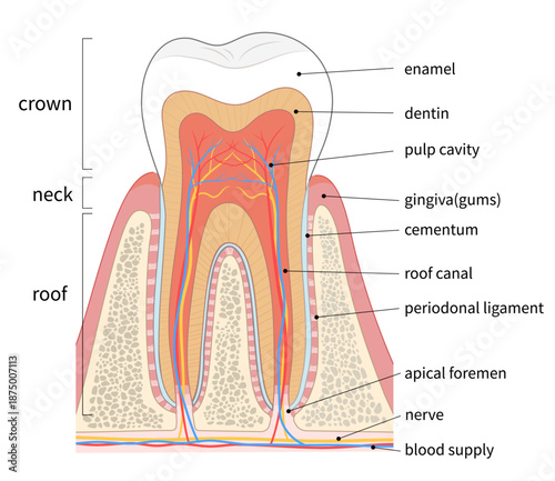 大臼歯の断面図イラスト