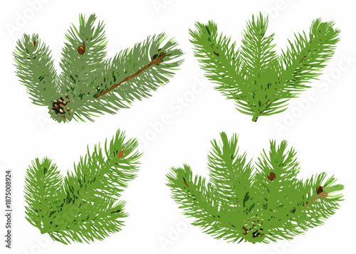 four green pine tree branches with needles on white background